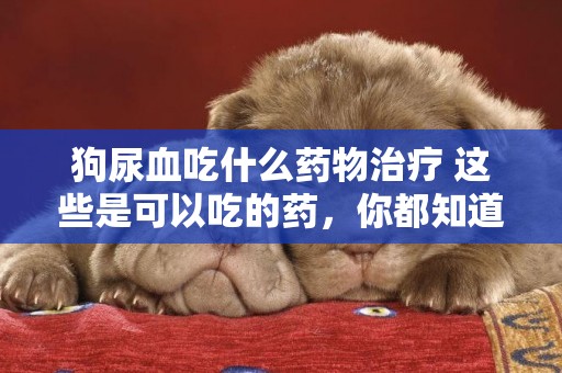 狗尿血吃什么藥物治療 這些是可以吃的藥，你都知道了嗎？