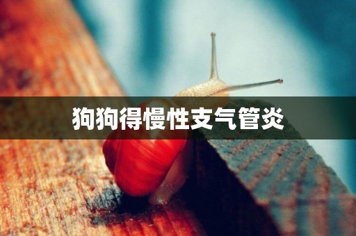 狗狗得慢性支氣管炎