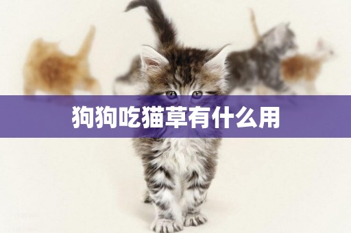 狗狗吃貓草有什么用