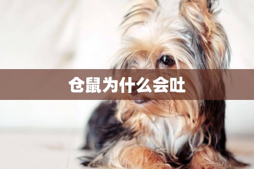倉鼠為什么會吐