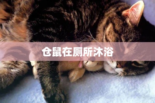 倉鼠在廁所沐浴