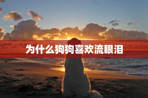 為什么狗狗喜歡流眼淚