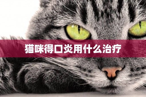 貓咪得口炎用什么治療