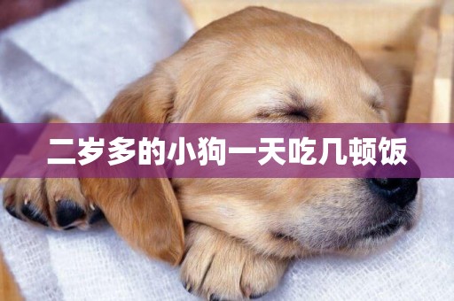 二歲多的小狗一天吃幾頓飯