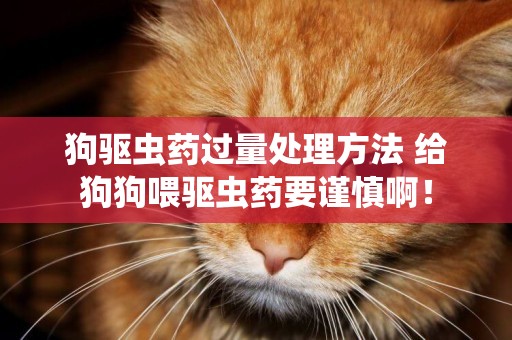 狗驅蟲藥過量處理方法 給狗狗喂驅蟲藥要謹慎啊！
