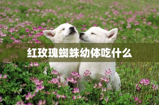 紅玫瑰蜘蛛幼體吃什么