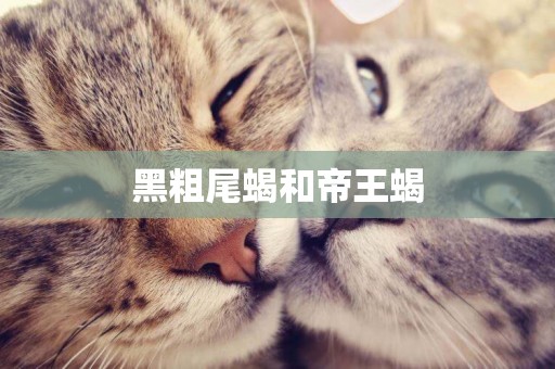 黑粗尾蝎和帝王蝎