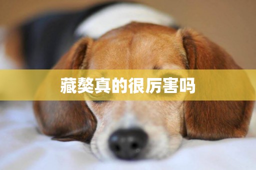 藏獒真的很厲害嗎