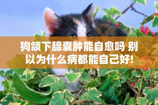 狗頜下腺囊腫能自愈嗎 別以為什么病都能自己好!