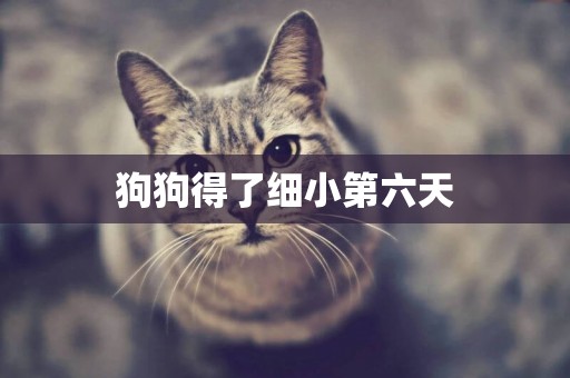 狗狗得了細小第六天