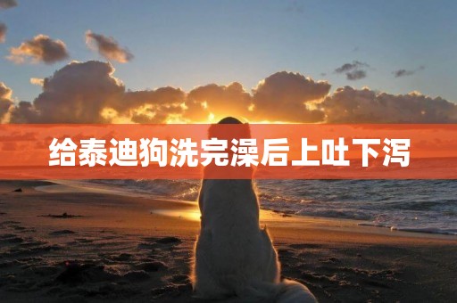 給泰迪狗洗完澡后上吐下瀉