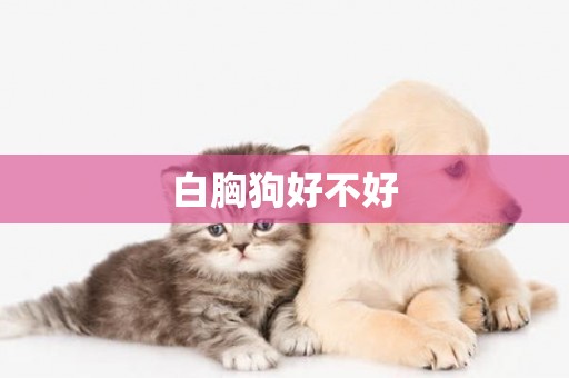 白胸狗好不好