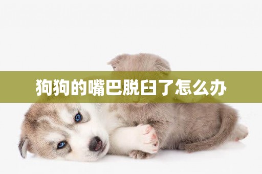 狗狗的嘴巴脫臼了怎么辦