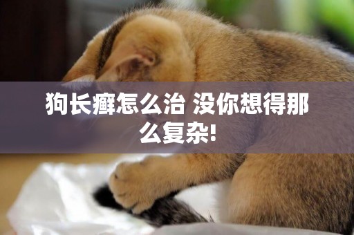 狗長癬怎么治 沒你想得那么復雜!