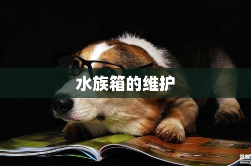 水族箱的維護