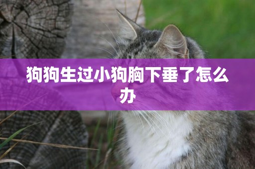 狗狗生過小狗胸下垂了怎么辦