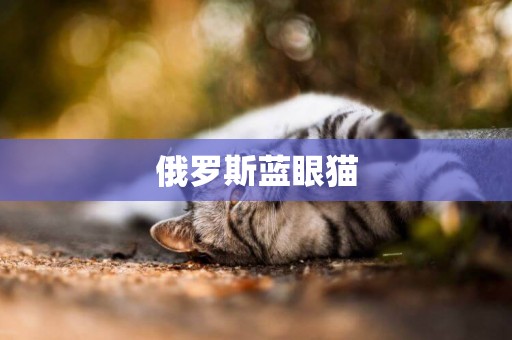 俄羅斯藍眼貓