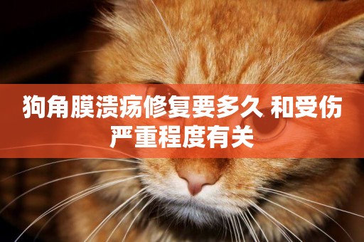 狗角膜潰瘍修復要多久 和受傷嚴重程度有關