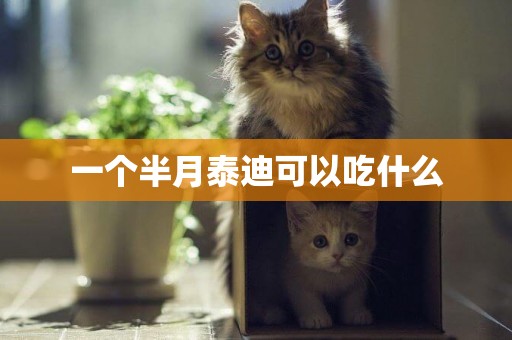 一個半月泰迪可以吃什么