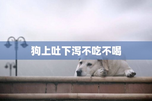 狗上吐下瀉不吃不喝