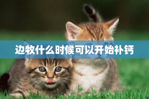 邊牧什么時候可以開始補鈣