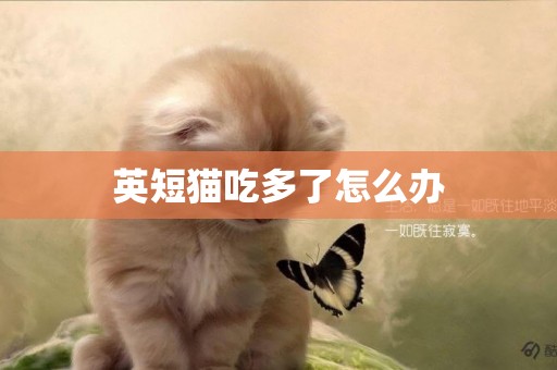 英短貓吃多了怎么辦
