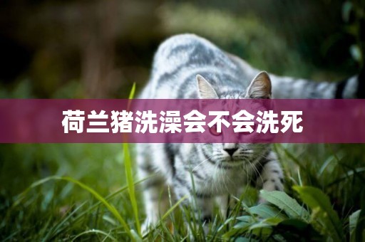 荷蘭豬洗澡會不會洗死