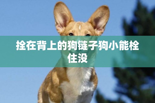 拴在背上的狗鏈子狗小能栓住沒