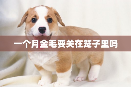 一個月金毛要關在籠子里嗎