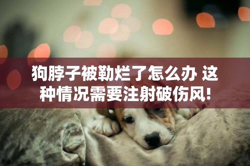 狗脖子被勒爛了怎么辦 這種情況需要注射破傷風!