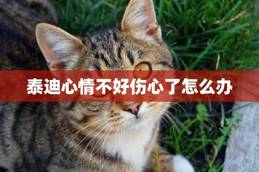 泰迪心情不好傷心了怎么辦