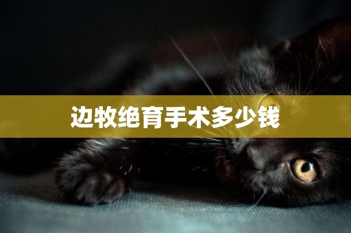 邊牧絕育手術多少錢