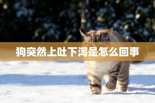 狗突然上吐下瀉是怎么回事