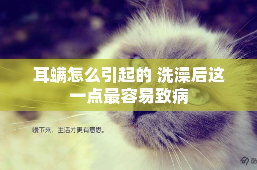 耳螨怎么引起的 洗澡后這一點最容易致病