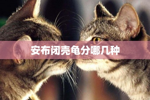 安布閉殼龜分哪幾種