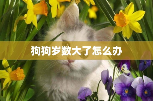 狗狗歲數大了怎么辦
