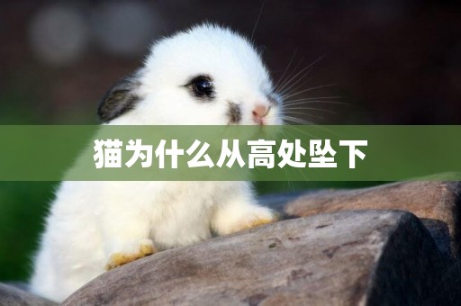 貓為什么從高處墜下