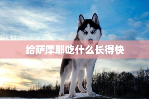 給薩摩耶吃什么長得快