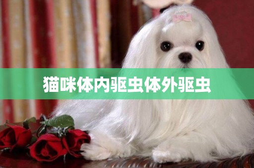 貓咪體內驅蟲體外驅蟲