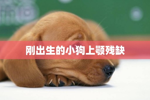 剛出生的小狗上顎殘缺