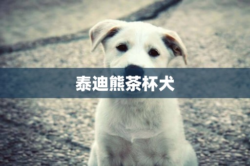 泰迪熊茶杯犬