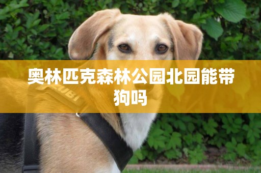 奧林匹克森林公園北園能帶狗嗎