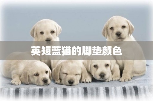 英短藍貓的腳墊顏色
