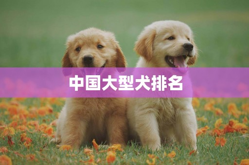 中國大型犬排名