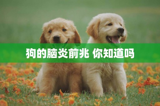 狗的腦炎前兆 你知道嗎