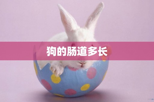 狗的腸道多長