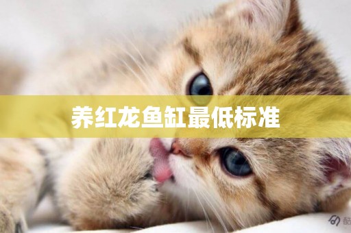養紅龍魚缸最低標準