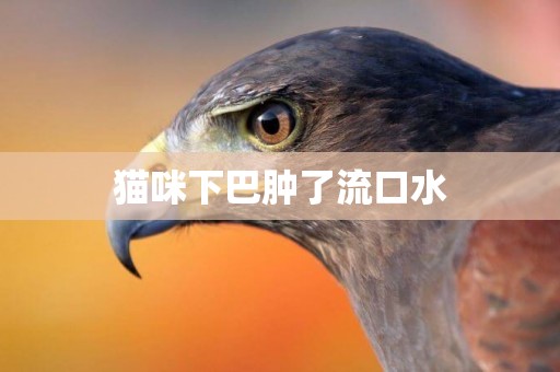 貓咪下巴腫了流口水