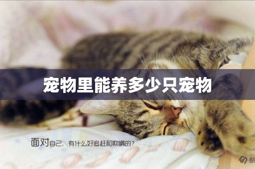 寵物里能養多少只寵物