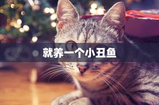 就養一個小丑魚